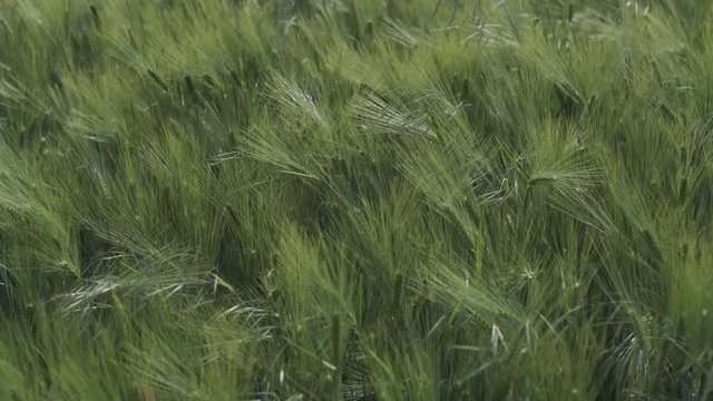prairie ondulant dans le vent