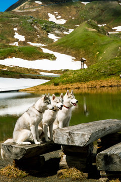 Three dogs are sitting. A flock of Siberian Husky. A lot of dogs are sitting. Mountain landscape on the background.