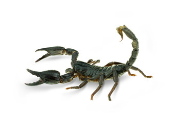 Giant forest scorpions at white background