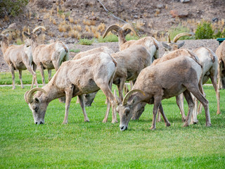 Close up shot of many Bighorn sheep eating grass in Hemenway Park