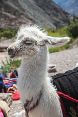 Obraz premium retrato de una llama con los ojos entrecerrados