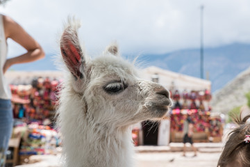 retrato de una llama bebe, portrait of a baby lama