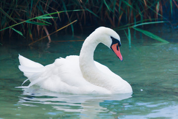 A swan with a gracefully curved neck near the coastal reeds.
