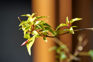 Flower in macro photo