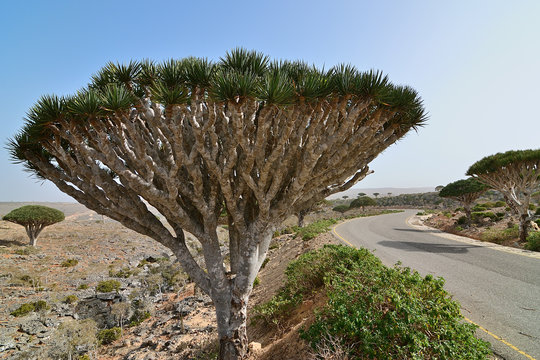 Socotra, Yemen, Africa