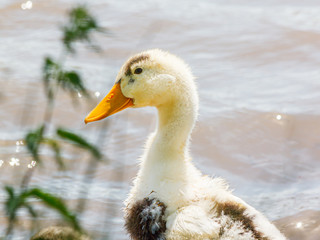 Fluffy duckling on the shore of a pond.