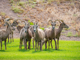 Close up shot of many Bighorn sheep eating grass in Hemenway Park