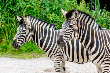 Two zebra in zoo stand quietly on the sand.