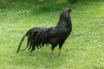 The majestic cock of Sumatra breed on green grass.
