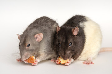 two home decorative rats eat bread