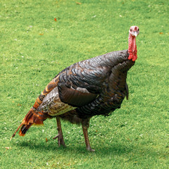 A large turkey with black-brown plumage walks in a green meadow.