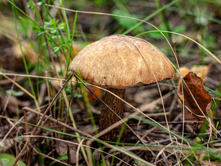 A brown cap boletus among fallen leaves and yellow-green grass.