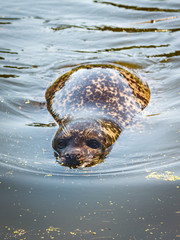 A seal swims in calm water.