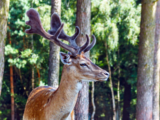 A deer with beautiful horns looks forward.