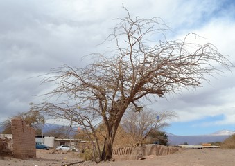 Fototapeta na wymiar Arbol en San Pedro de Atacama, Chile