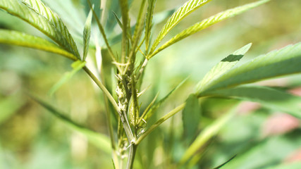 The man's hand is holding Mature Marijuana Plant with Bud and Leaves. Texture of Marijuana Plants at Outdoor Cannabis Farm. Cannabis Plants Growing Indoor with Big Marijuana Buds of Thailand.