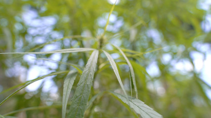 The man's hand is holding Mature Marijuana Plant with Bud and Leaves. Texture of Marijuana Plants at Outdoor Cannabis Farm. Cannabis Plants Growing Indoor with Big Marijuana Buds of Thailand.