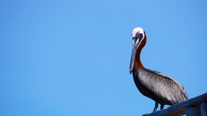 pelican