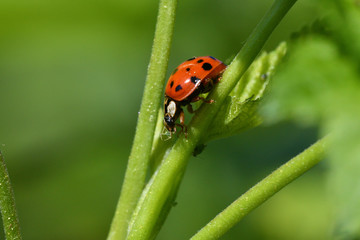 
macro detail of ladybird on the green stalk of grass
