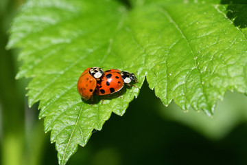 Macro photo of ladybugs during mating on a green leaf in spring