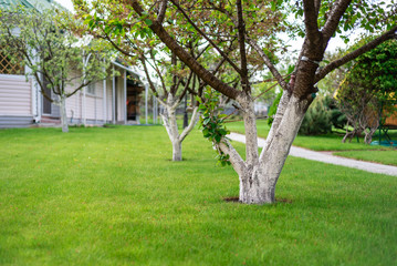a garden with a sick tree, a house in the background and a lush green lawn