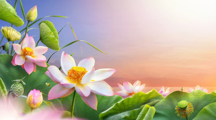Beautiful lotus flower blooming with copy space