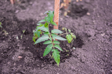 the little seedling tomatoes in the greenhouse