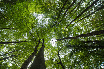 Fototapeta premium green woods with tall trees