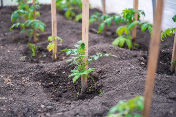 the little seedling tomatoes in the greenhouse