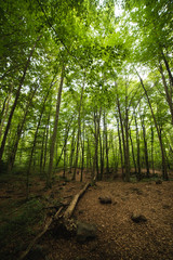 green woods with tall trees