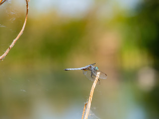 Close up of Blue dasher