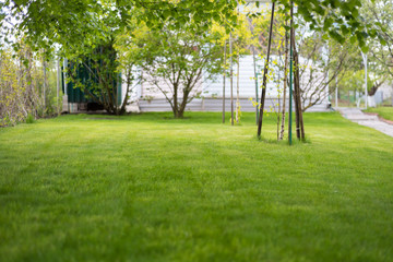 Fototapeta na wymiar a lush green lawn with a house in the background
