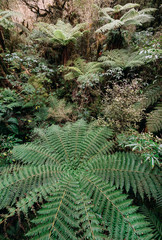 Milford Sound in New Zealand