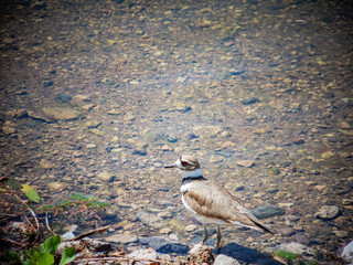 Close up of a cute Plover