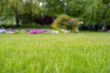 green perfect lawn in the backyard with a flower bed