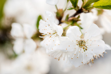 Spring blooming fruit tree. The background of the spring flowering