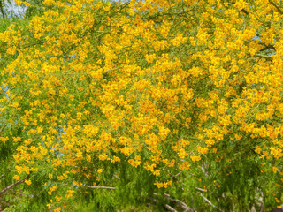 Sunny view of Parkinsonia florida blossom