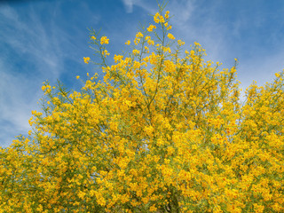 Sunny view of Parkinsonia florida blossom