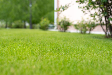 green perfect lawn in the backyard