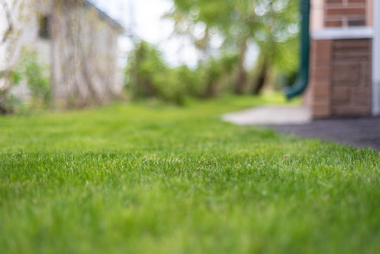 Green Lawn Backyard Garden