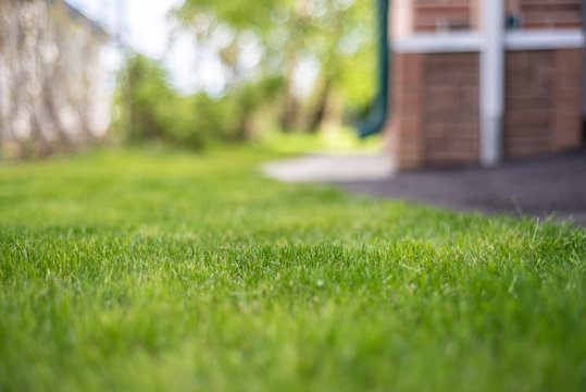 A Lush Green Lawn With A House In The Background