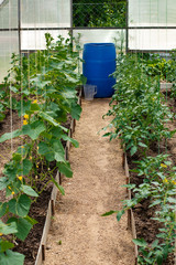 Growing cucumbers in a greenhouse