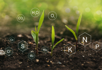 Role of nutrients mineral in Corn plant and soil life with digital mineral nutrients icon. - obrazy, fototapety, plakaty