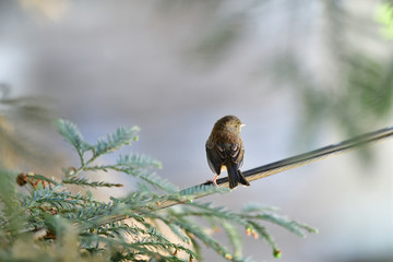 A Juvenile Dark-eyed junco