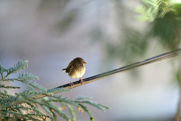 A Juvenile Dark-eyed junco