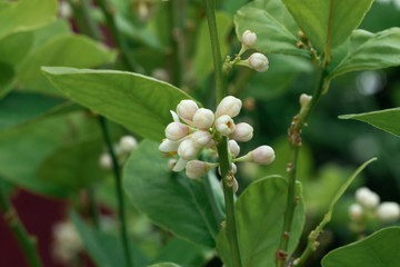 Close up of white flower blossoms of a lime tree in the spring