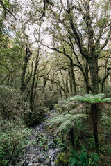 Obraz premium Milford Sound in New Zealand