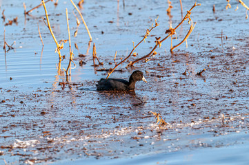 American Coot Fulica americana in a Marsh 