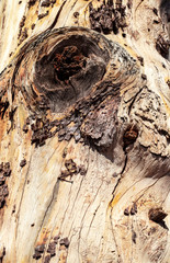 Closeup of tree knot weathered to a pale yellow color