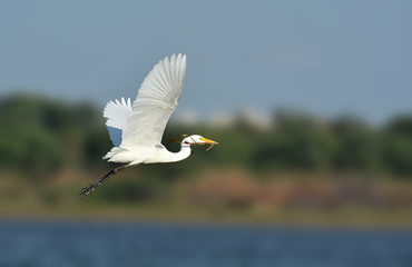 Intermediate egret pose